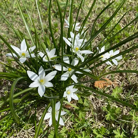 Frühstückspension Fontelini *