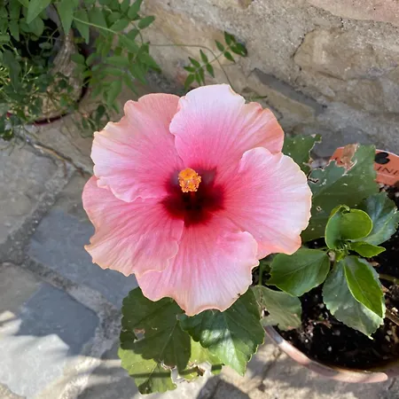 Frühstückspension Fontelini 3*